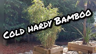 Fargesia rufa cold hardy Bamboo bamboo coldhardybamboo fargesiarufa [upl. by Ariana]