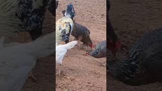 American gamefowl morning feeding time birds chicken chickens gamefowl pigeon rooster nature [upl. by Alehs]