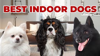 THESE ARE THE 10 BEST INDOOR DOGS  Results Might Surprise You [upl. by Rosenberg]