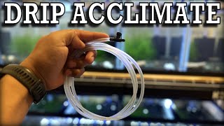 HOW TO drip acclimate your Shrimp [upl. by Hamo]