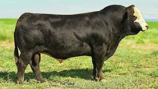 Black Simmental bulls [upl. by Mixam]