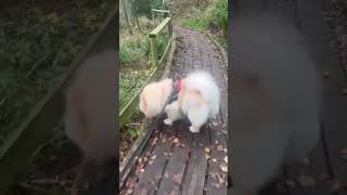 Bella Chow in Blackley Forrest autumn leaves bridges and the River Irk [upl. by Rehtnug]