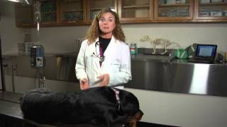 How to Recognize Constipation in a Dog  Dogs Health [upl. by Sacttler]