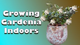 How to Grow Gardenia Indoors  Gardenia Care [upl. by Ettesyl]