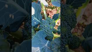 MY FIRST TIME GROWING A HEAD OF BROCCOLI broccoli garden vegetables gardening growyourownfood [upl. by Noimad]