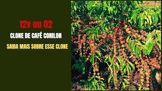 Clone de café conilon 02 ou 12 V [upl. by Dew233]