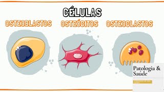 Histologia do Tecido Ósseo  Células e Matriz [upl. by Viehmann]