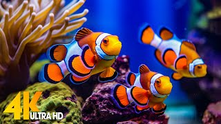 Aquarium 4K VIDEO ULTRA HD 🐠 Beautiful Coral Reef Fish  Relaxing Sleep Meditation Music [upl. by Sadinoel]