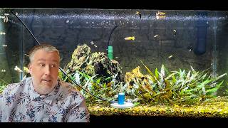 Has Youtube Ruined Aquarium Lighting [upl. by Simsar]