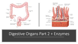 Digestive Organs Part 2 and Digestive Enzymes [upl. by Namwen]