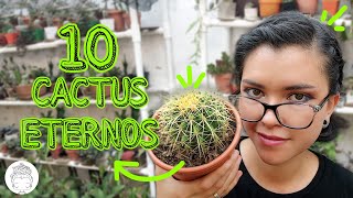 A PRUEBA DE TODO LOS CACTUS MÁS FÁCILES DE CUIDAR 💚🐔✨ [upl. by Ainehs923]