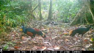 Bornean Crested fireback pheasant [upl. by Sergias]