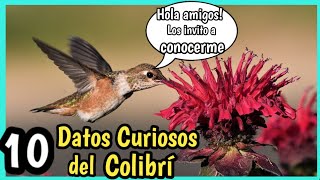 Colibri  10 Curiosidades del Colibrí [upl. by Okoyk]