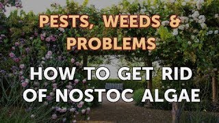 How to Get Rid of Nostoc Algae [upl. by Surovy]