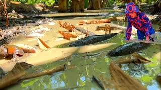 WOW AMAZING fishing a lots of fish at rice field fishing field  many fish in field caught by hand [upl. by Kathye]