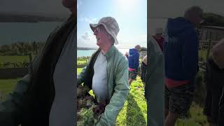 Neil brought some lettuce from his home garden to replant in the raised beds DiG4V 20th August 2024 [upl. by Tahpos]