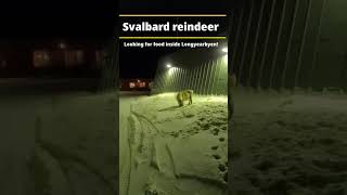 A Svalbard reindeer looking for food in the snow on the outskirts of Longyearbyen shorts [upl. by Choo]