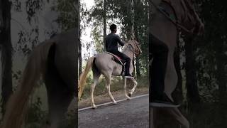 DhullStudFarm ganga durga chaal marelover nukari horselover horseriding ghodiyan [upl. by Marijo]