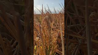 deltadelebre arròs arros arroz deltebre riu ebre [upl. by Lechar]