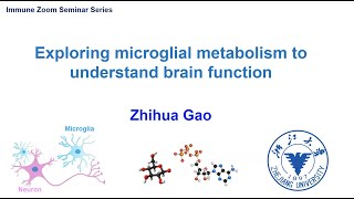 Explore microglia metabolism to understand brain function [upl. by Madea]