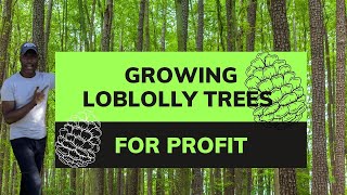 Growing Loblolly Pine Trees For Profit [upl. by Schilit830]