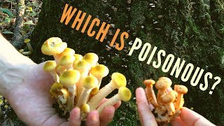 Poisonous Mushroom Identification for Beginners Jack O Lantern vs 6 Lookalikes [upl. by Middlesworth]