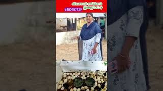 IncubatorReelsManufacturingTrending Agriculture Vivasayam tamilreelstrending [upl. by Fleta893]