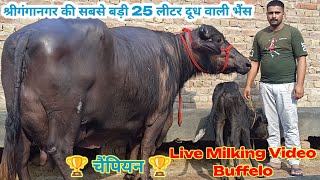 आज खरीदो श्रीगंगानगर की सबसे बड़ी 25 लीटर दूध वाली भैंस Live Milking Buffalo For Sale Ganganagar [upl. by Oedama]