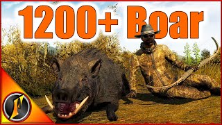 Our Biggest Wild Boar EVER in theHunter Classic  1200 Score [upl. by Fevre]