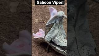 jaw opening  viper du Gabon [upl. by Ariahaj]