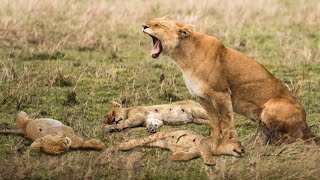 Powerless Lioness Cant Even Take Revenge For Her Cub [upl. by Blanche]