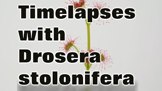 Timelapses with the tuberous sundew Drosera stolonifera [upl. by Starr]