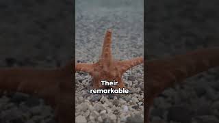 Starfish  The RealLife Patrick Of The Ocean shorts starfish animalfacts [upl. by Ennovy]