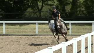 Knabstrupper gelding  2007 for sale [upl. by Aube]