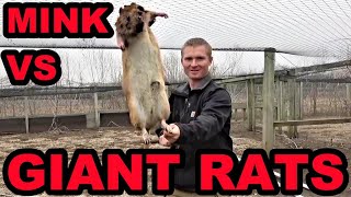 Mink and Dogs Clean Up GIANT Rat Infestation [upl. by Grega]