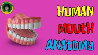 The Human Mouth and Its Parts  Human Mouth Anatomy  Parts of the Mouth [upl. by Beesley]