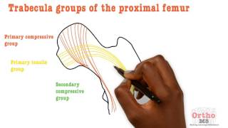 Basic Sciences  Trabecula groups of proximal femur [upl. by Llennahc]