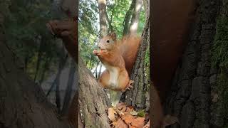 🐿🌰Mr Zbyszek🐿🌳 shorts wiewiórka squirrel redsquirrel sweetanimals wildsquirrel animals [upl. by Wakefield327]