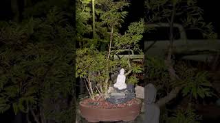 BONSAI MING ARALIA FOREST PLANTING [upl. by Mientao621]