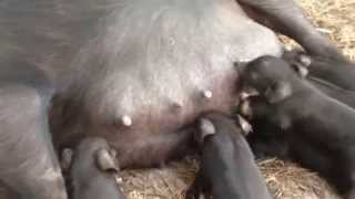 Guinea Hog Piglets Nursing [upl. by Alidus]