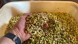 How we shell our purple hull peas [upl. by Wynn]