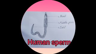 Class 8 biology Human sperm [upl. by Tutankhamen]