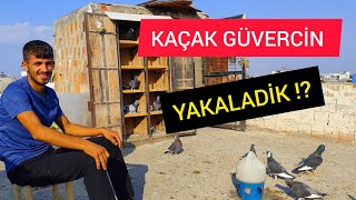 YENİ SEYİSİM KAÇAK GÜVERCİNİ YAKALAYIP KANADİNİ KESTİ [upl. by Anaiq]