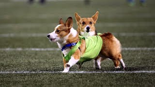 Seahawks Host Corgi Races During MNF Halftime [upl. by Ennagem107]