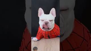 funny comedy dog pets animals reaction petreaction comedyfilms funnypetreaction [upl. by Cort258]