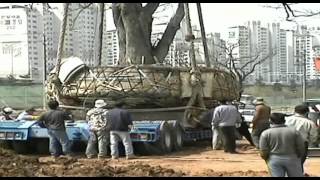 DaejiDevelopmentnurse tree transplanting for gulpochen [upl. by Iggy511]