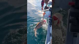 Unbelievable Way to Catch Two Fish fishing 🎥IGcoachtaylor907 [upl. by Ha]