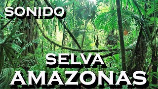 SONIDOde selva AMAZONAS [upl. by Frederica]