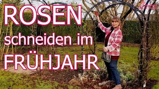 Rosen schneiden im Frühjahr 🌹✂️ Teil 2 [upl. by Erdua]