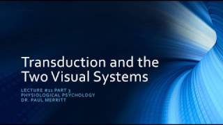 Vision Transduction and the Two Retinal Visual Systems [upl. by Ner955]